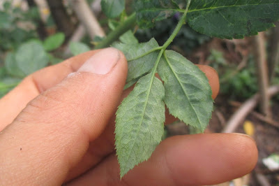 bọ trĩ gây hại trên lá (Nongdanbinhthuan.com)