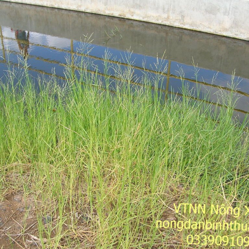 Cách trừ cỏ ống (Panicum repens L.) trong vườn Thanh long hiệu quả