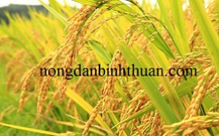 Trung Quốc đã thành công trong việc tạo ra giống lúa có khả năng chịu mặn