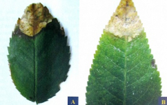 Phòng trị bệnh đốm lá Phyllosticta trên hoa hồng (phyllosticta leaf spot disease)