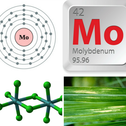 Vi lượng molybden và công dụn của molybden với cây trồng