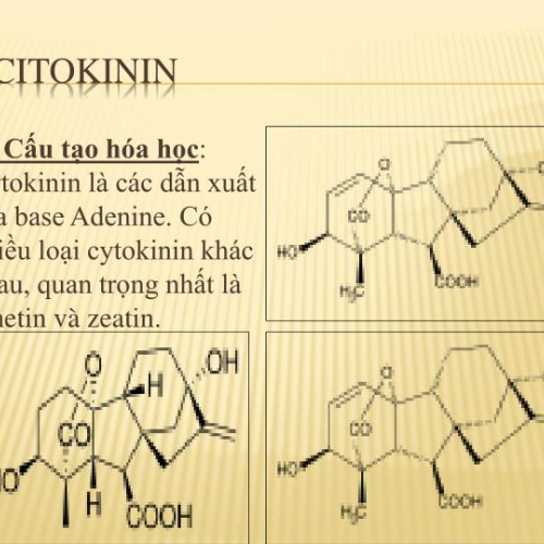Tìm hiểu về .Xitôkinin (Cytokinin) là gì? Nguồn gốc Xitôkinin (Cytokinin)